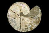 Fossil Ammonite (Hoploscaphites) - South Dakota #180835-1